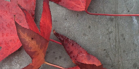 Halfmoon - Fall Into Balance With Ayurvedic Wisdom